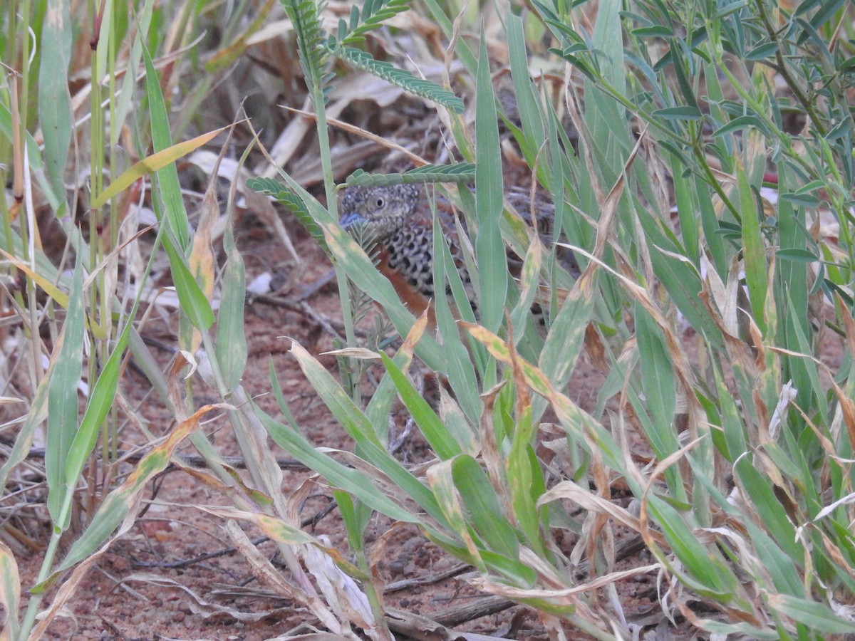 Small Buttonquail - ML71951421