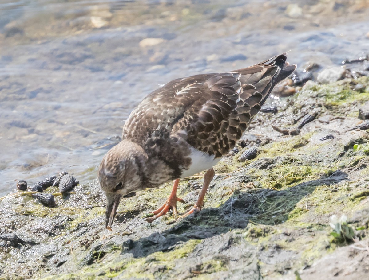 Ruddy Turnstone - ML71951441