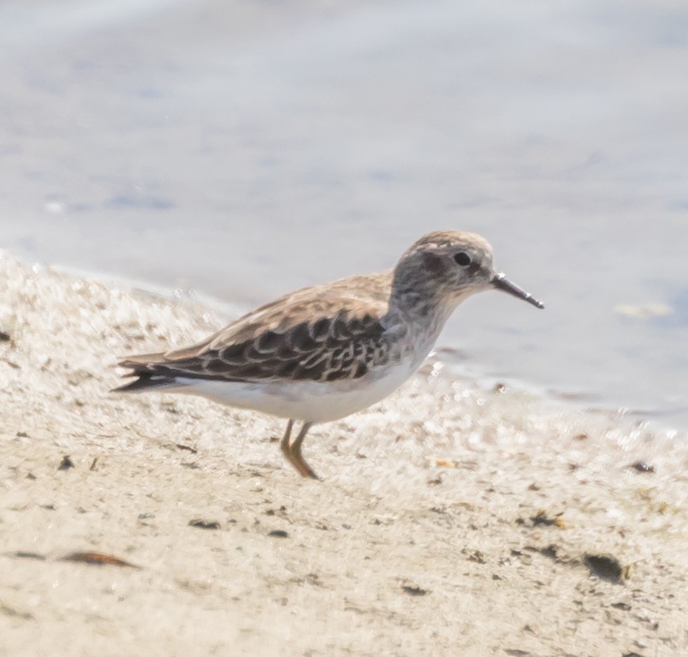 Least Sandpiper - ML71951601