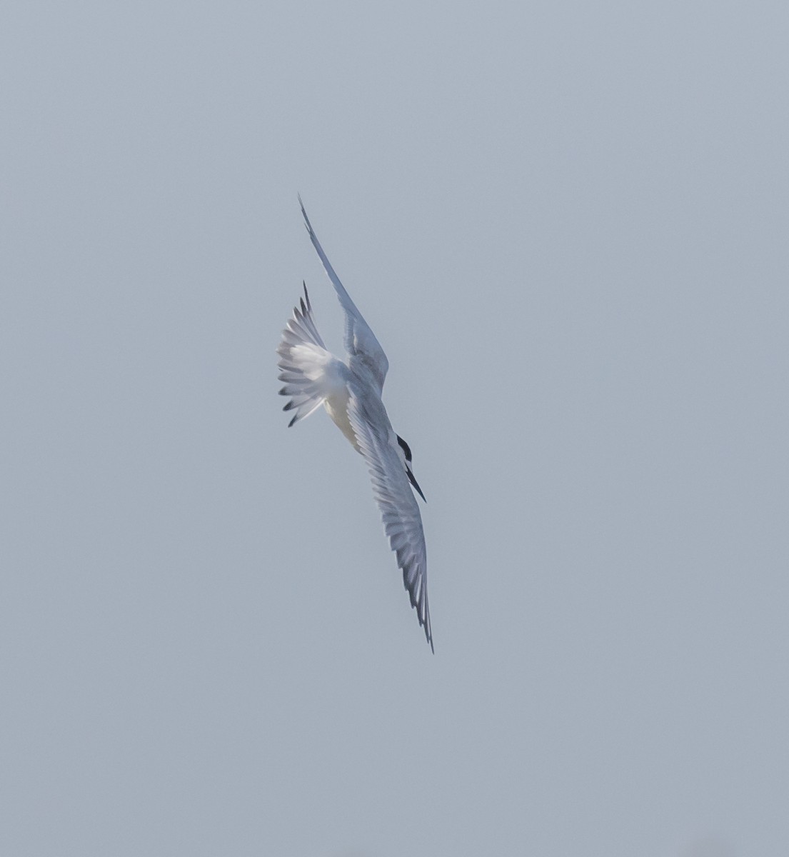 Forster's Tern - ML71951811