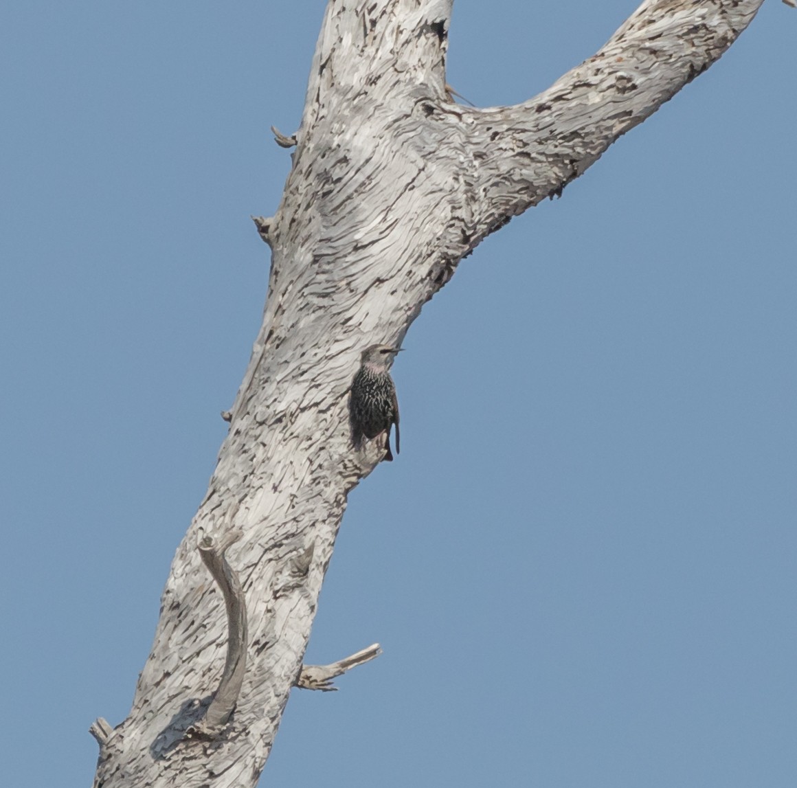 European Starling - ML71952231