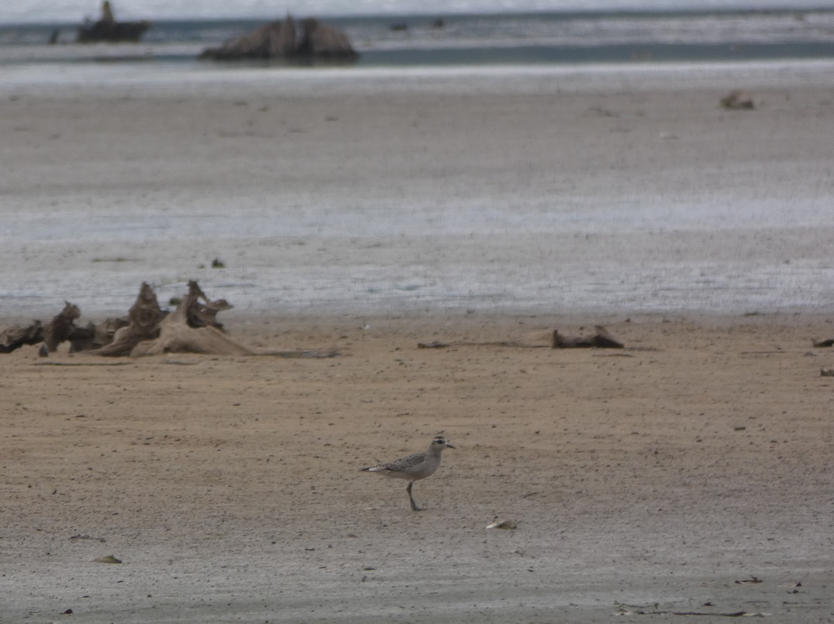 American Golden-Plover - ML71952391