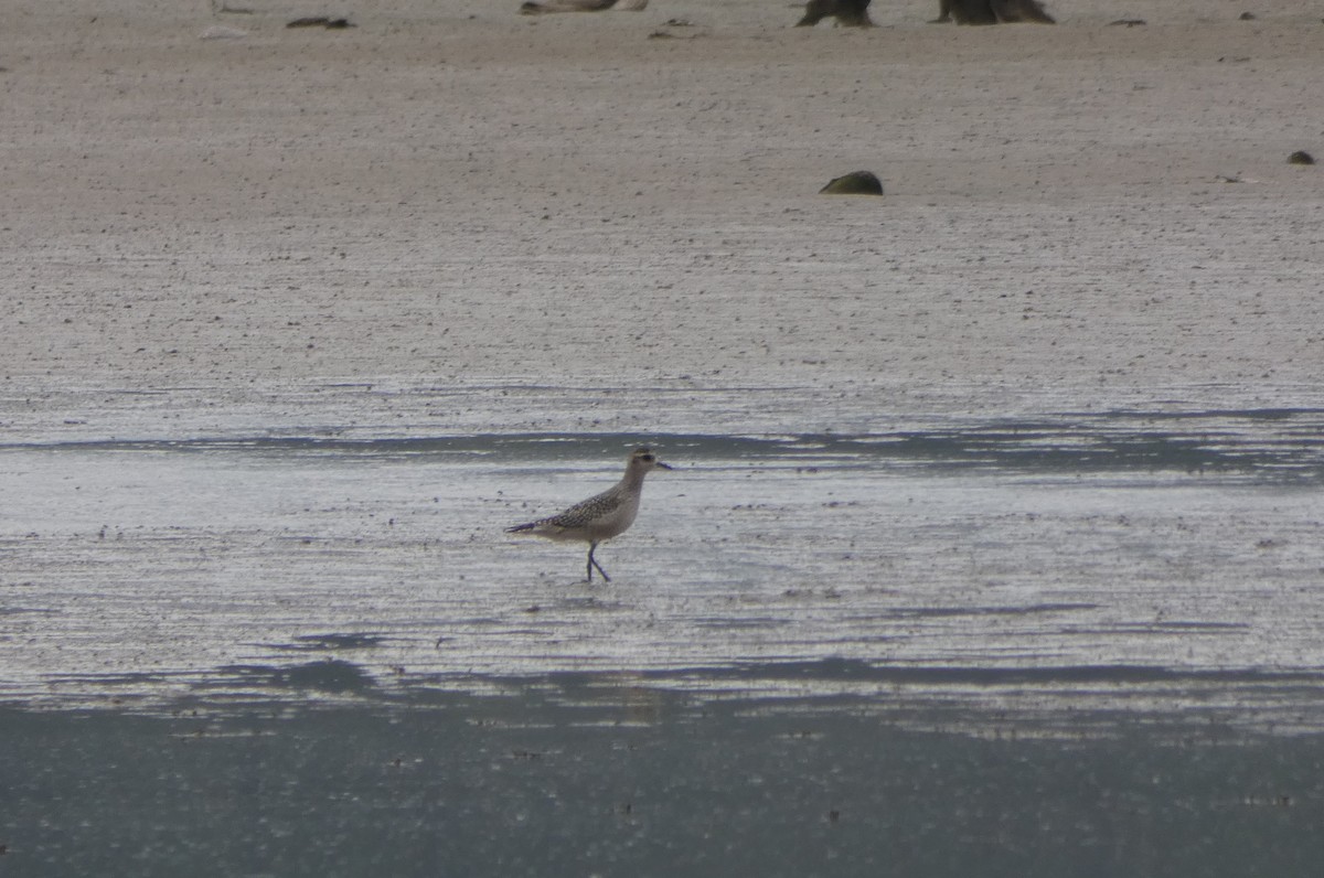 American Golden-Plover - ML71952411