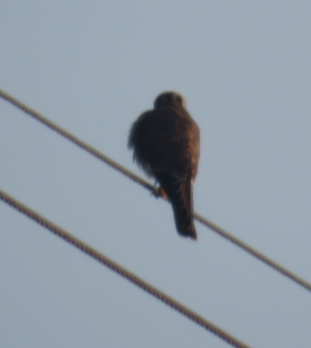 American Kestrel - ML71952471
