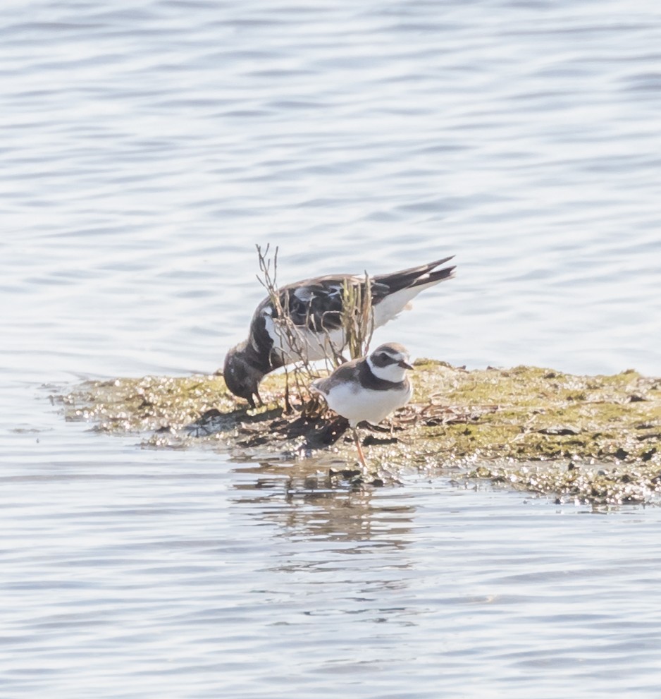 Semipalmated Plover - Maury Swoveland