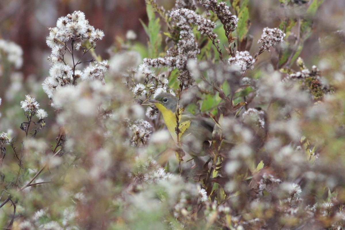 Common Yellowthroat - ML71952861