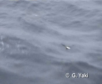 Black-bellied Storm-Petrel - ML719534