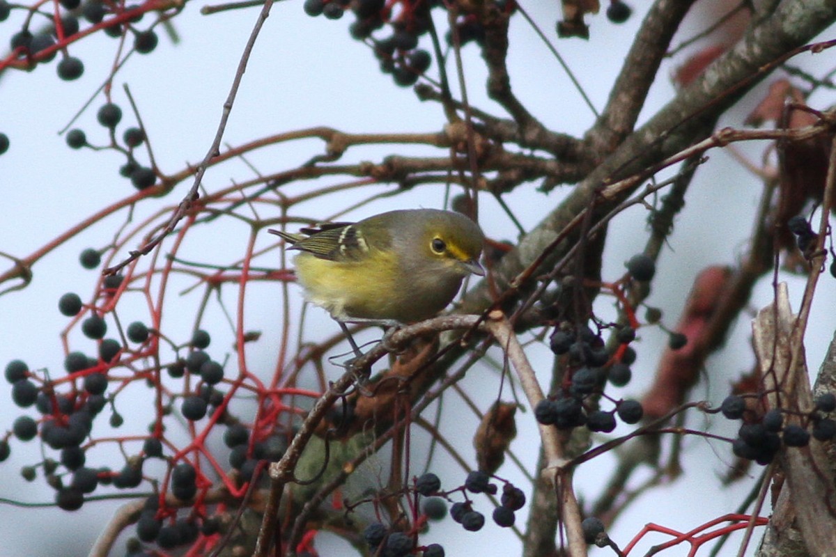 Ak Gözlü Vireo - ML71953531