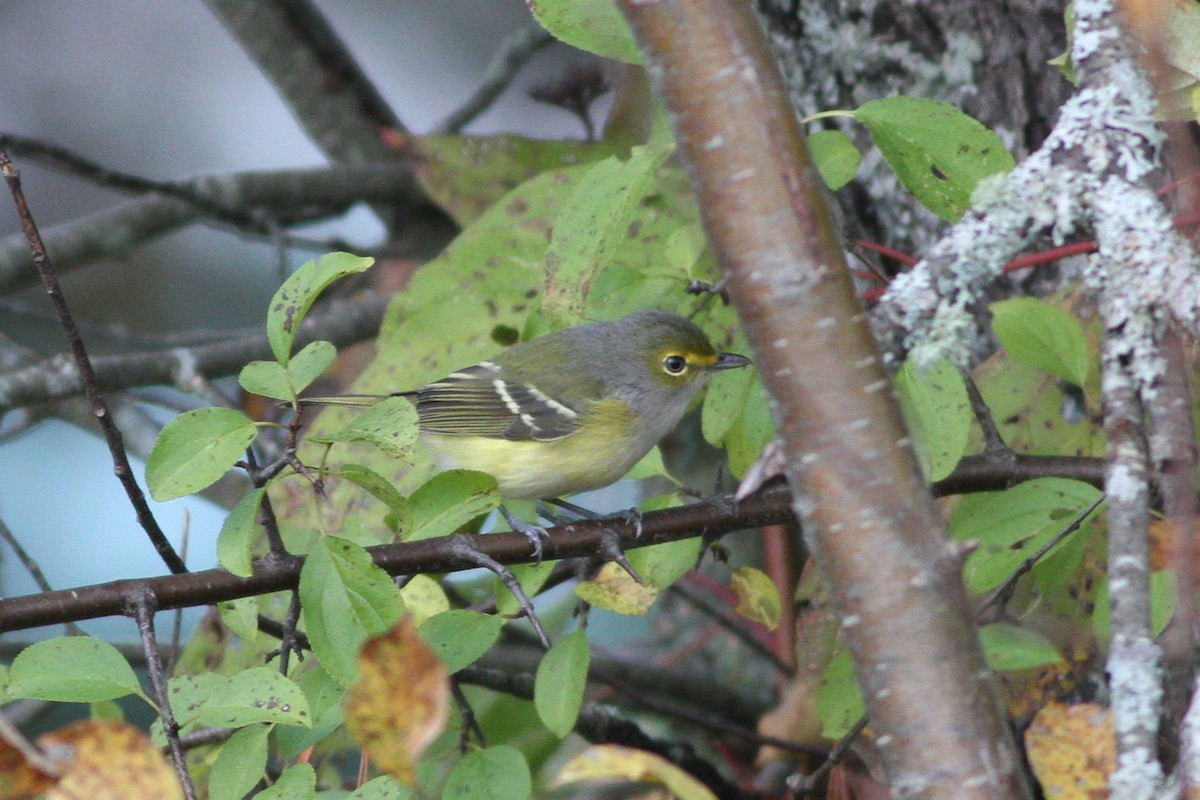 hvitøyevireo - ML71953541