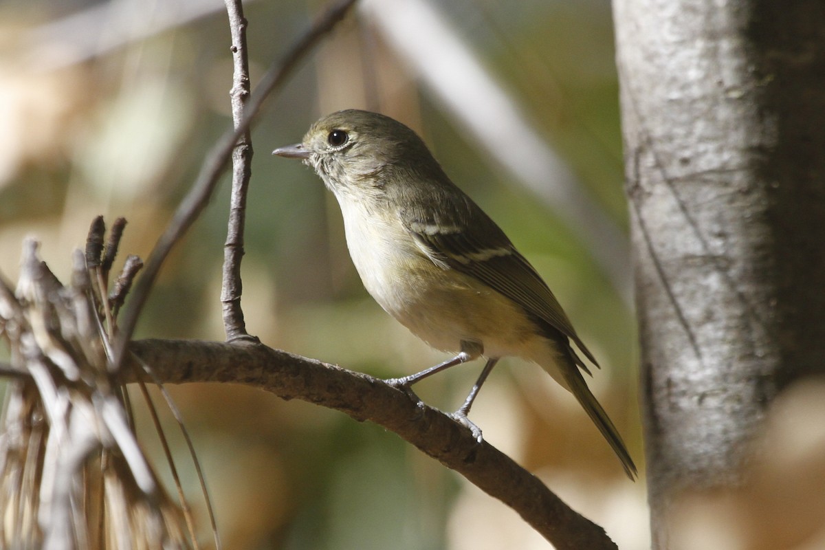 Hutton's Vireo - Paul Hurtado