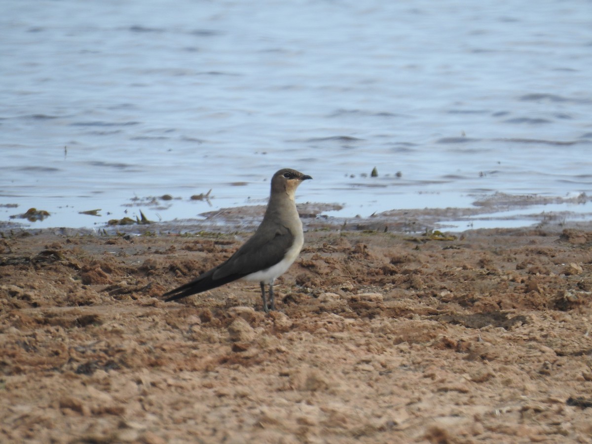 Black-winged Pratincole - ML71954791