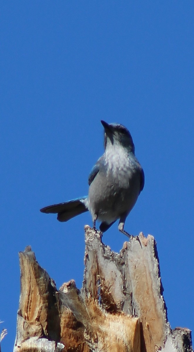 Woodhouse's Scrub-Jay - alison rodgers