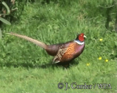 Ring-necked Pheasant - ML719569