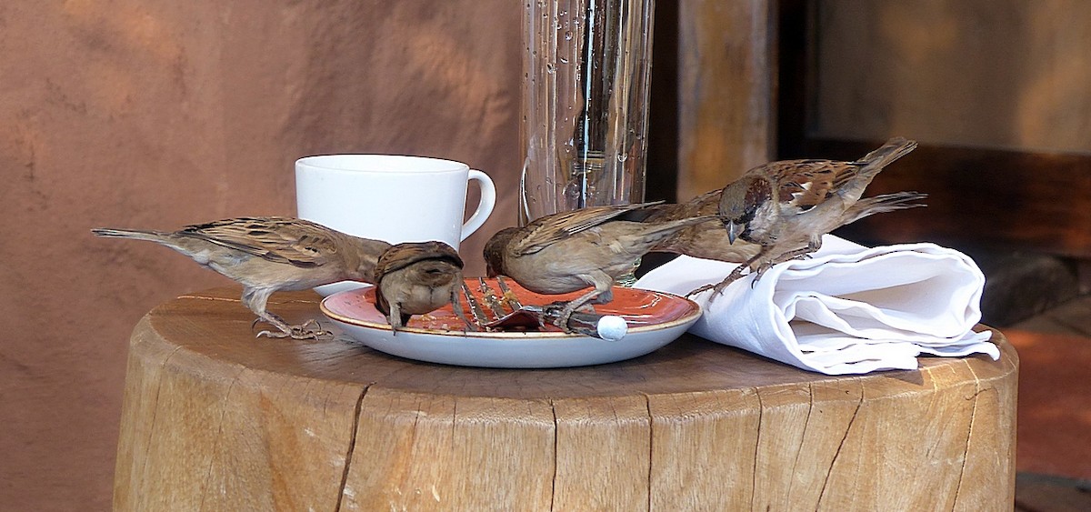 House Sparrow - Sharon Kennedy