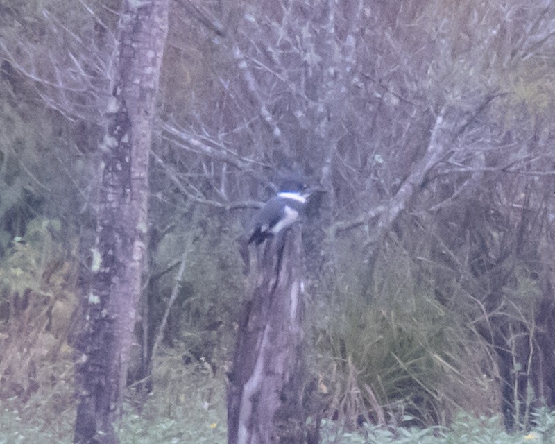 Belted Kingfisher - ML71958511
