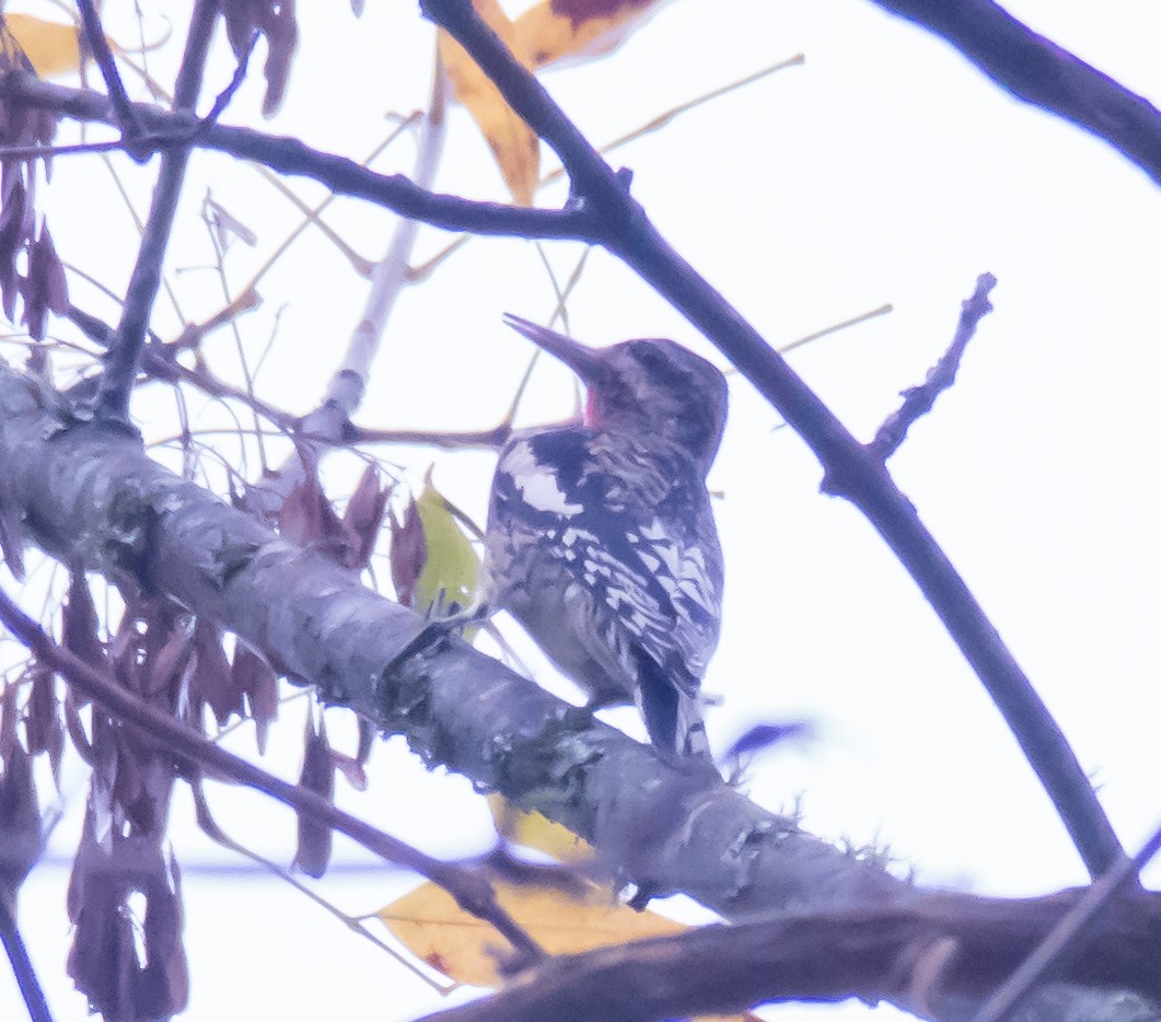 Yellow-bellied Sapsucker - ML71958601