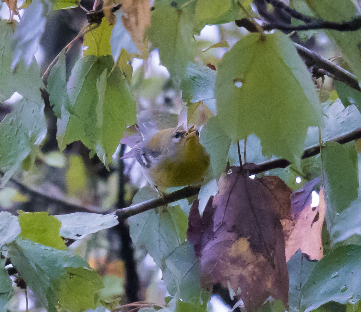 Northern Parula - Peter Quadarella