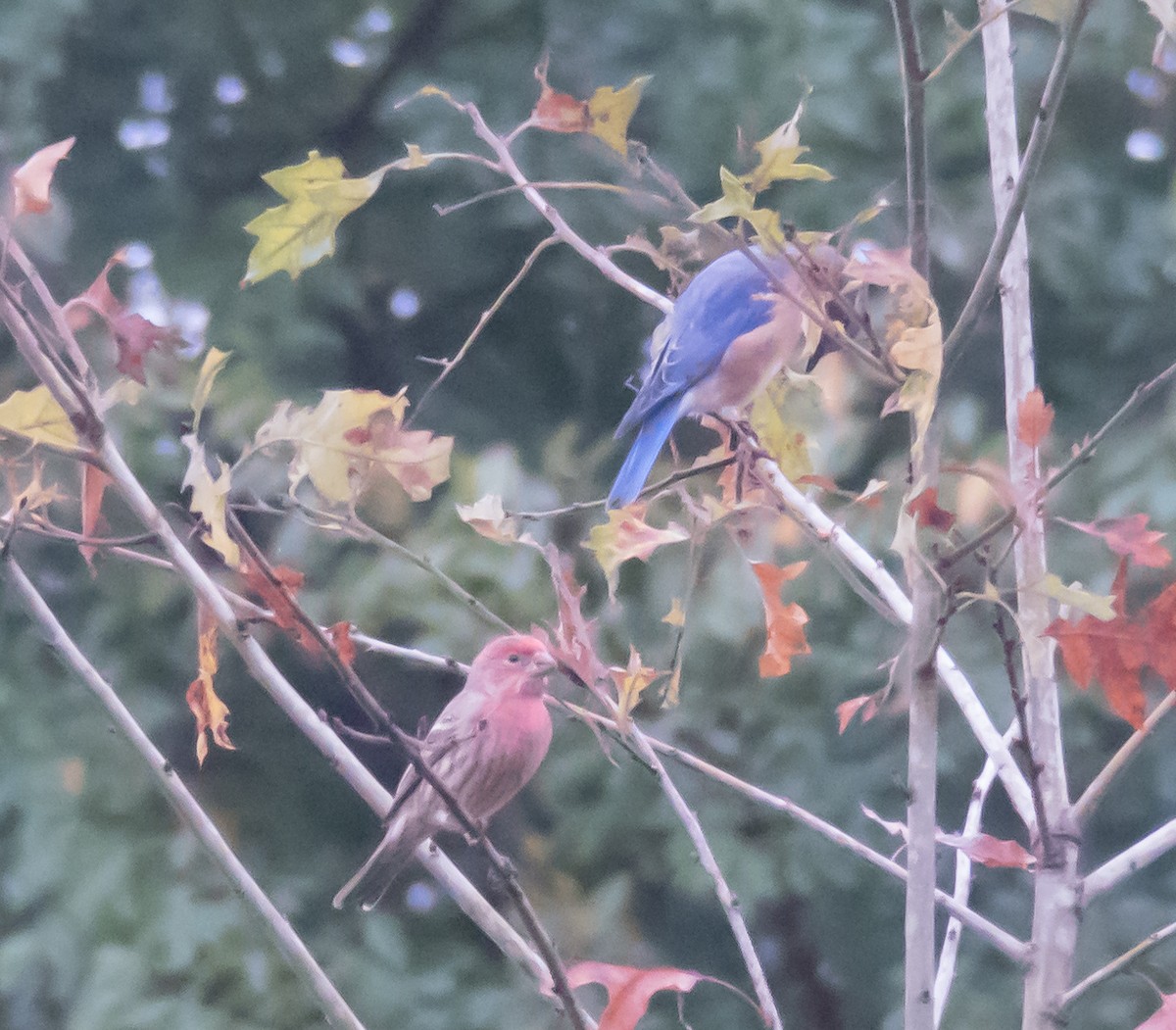 House Finch - ML71959041