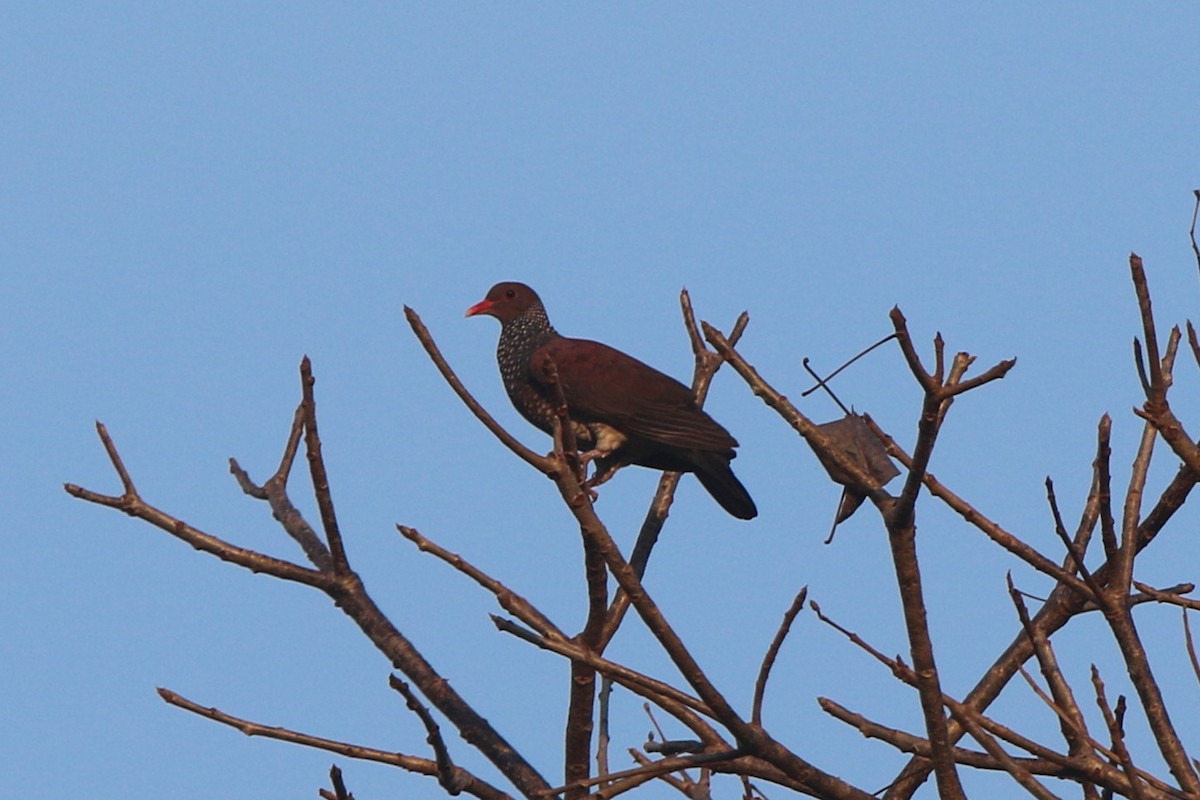 Scaled Pigeon - ML71962361