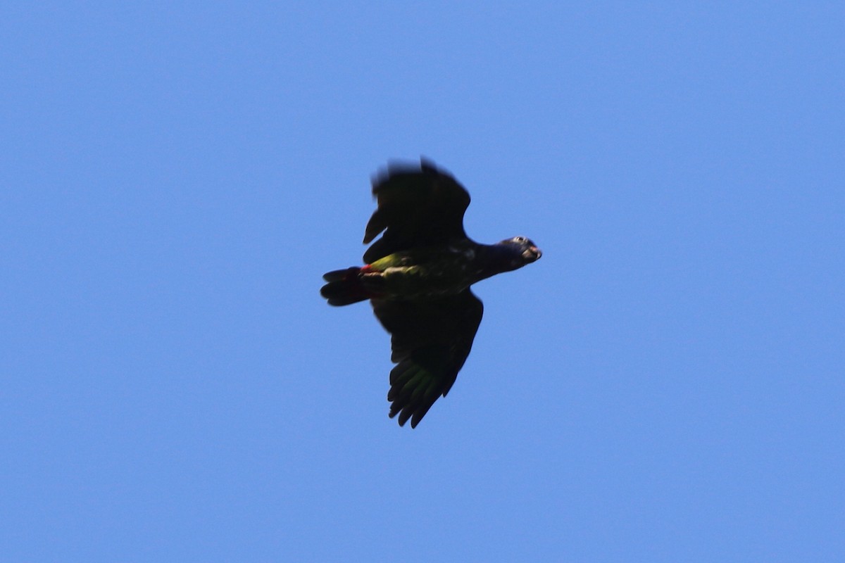 Blue-headed Parrot - ML71963071