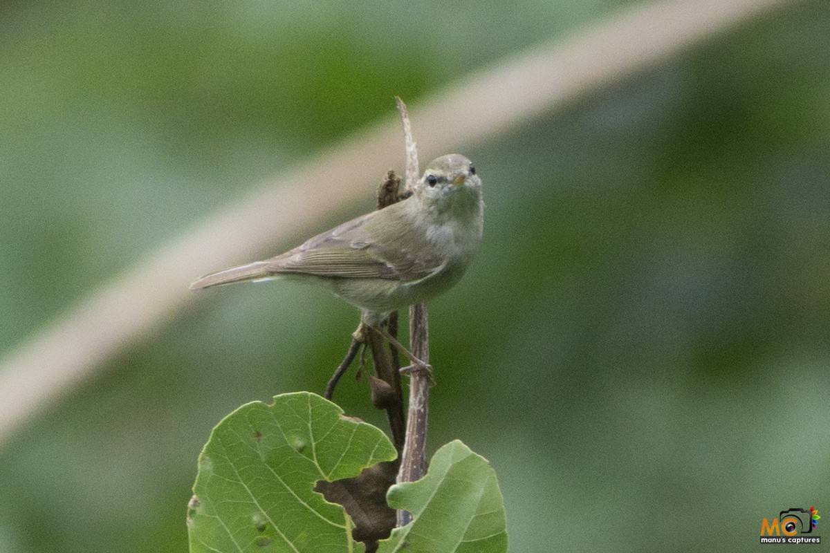 Greenish Warbler - ML71963471