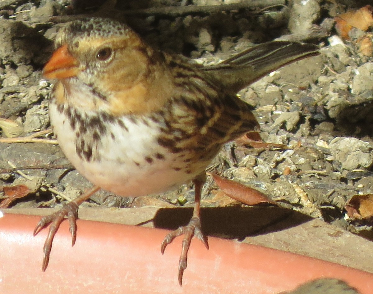 Harris's Sparrow - ML71964481