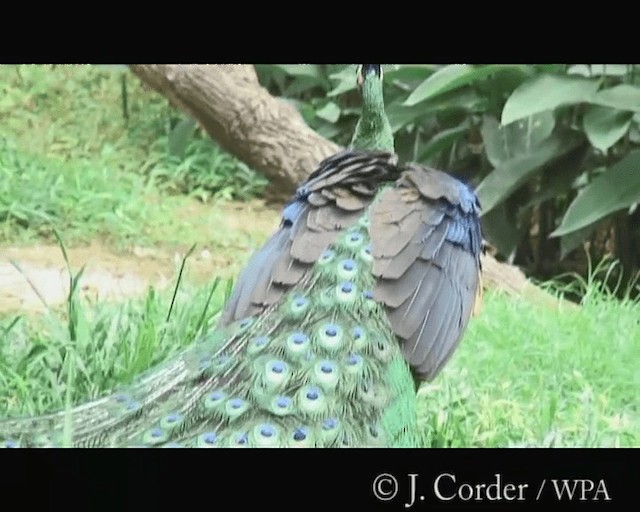 Green Peafowl - ML719645