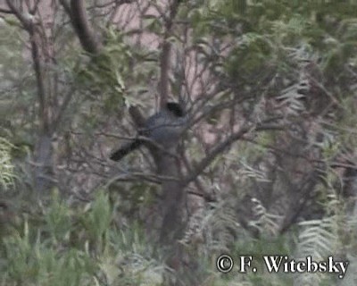 Giant Antshrike - ML719673