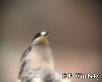 White-fronted Woodpecker - ML719681