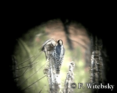 White-fronted Woodpecker - ML719682