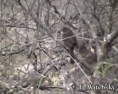 Streak-fronted Thornbird - ML719685