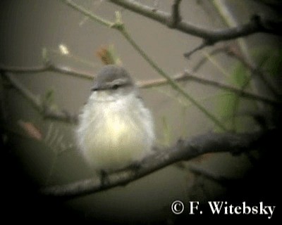 Southern Mouse-colored Tyrannulet - ML719686