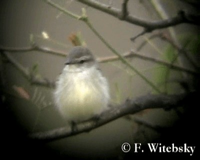 Mouse-colored Tyrannulet (Southern) - ML719686