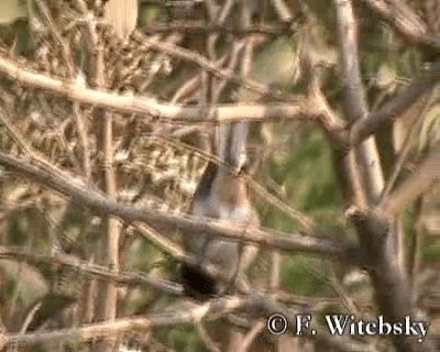 コバシマユシトド（pectoralis） - ML719687