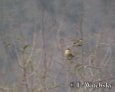 Greater Wagtail-Tyrant (Greater) - ML719688