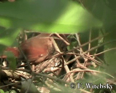 Ochre-cheeked Spinetail - ML719689