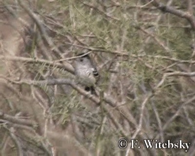 Variable Antshrike - ML719690