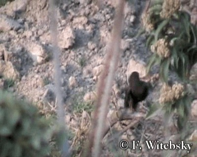 Chiguanco Thrush (anthracinus) - ML719691