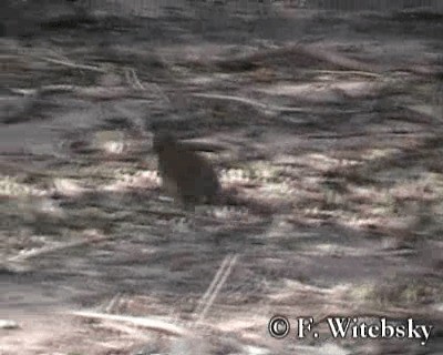 Hauxwell's Thrush - ML719692