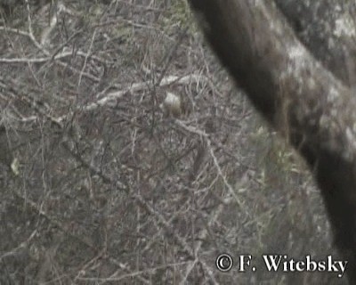 Bolivian Earthcreeper - ML719693