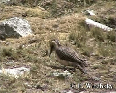 Andean Flicker (Southern) - ML719697