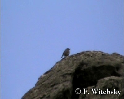 Boulder Finch - ML719698