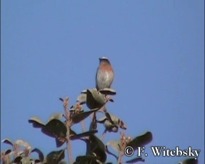 Rufous-breasted Chat-Tyrant - ML719701