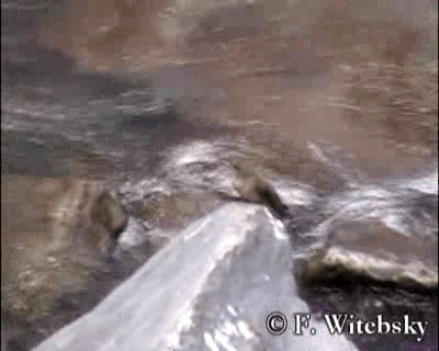 アンデスヤマハチドリ - ML719702