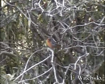 Cochabamba Mountain Finch - ML719704