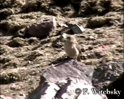 Buff-breasted Earthcreeper (Plain-breasted) - ML719705