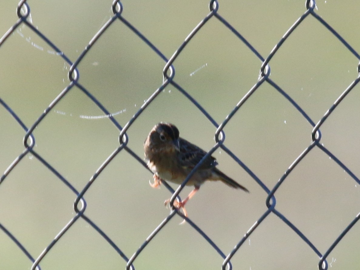 Grasshopper Sparrow - David Carr