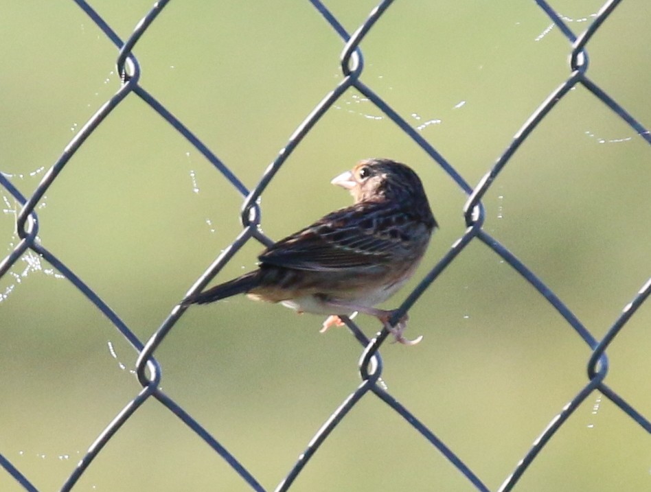 Grasshopper Sparrow - David Carr