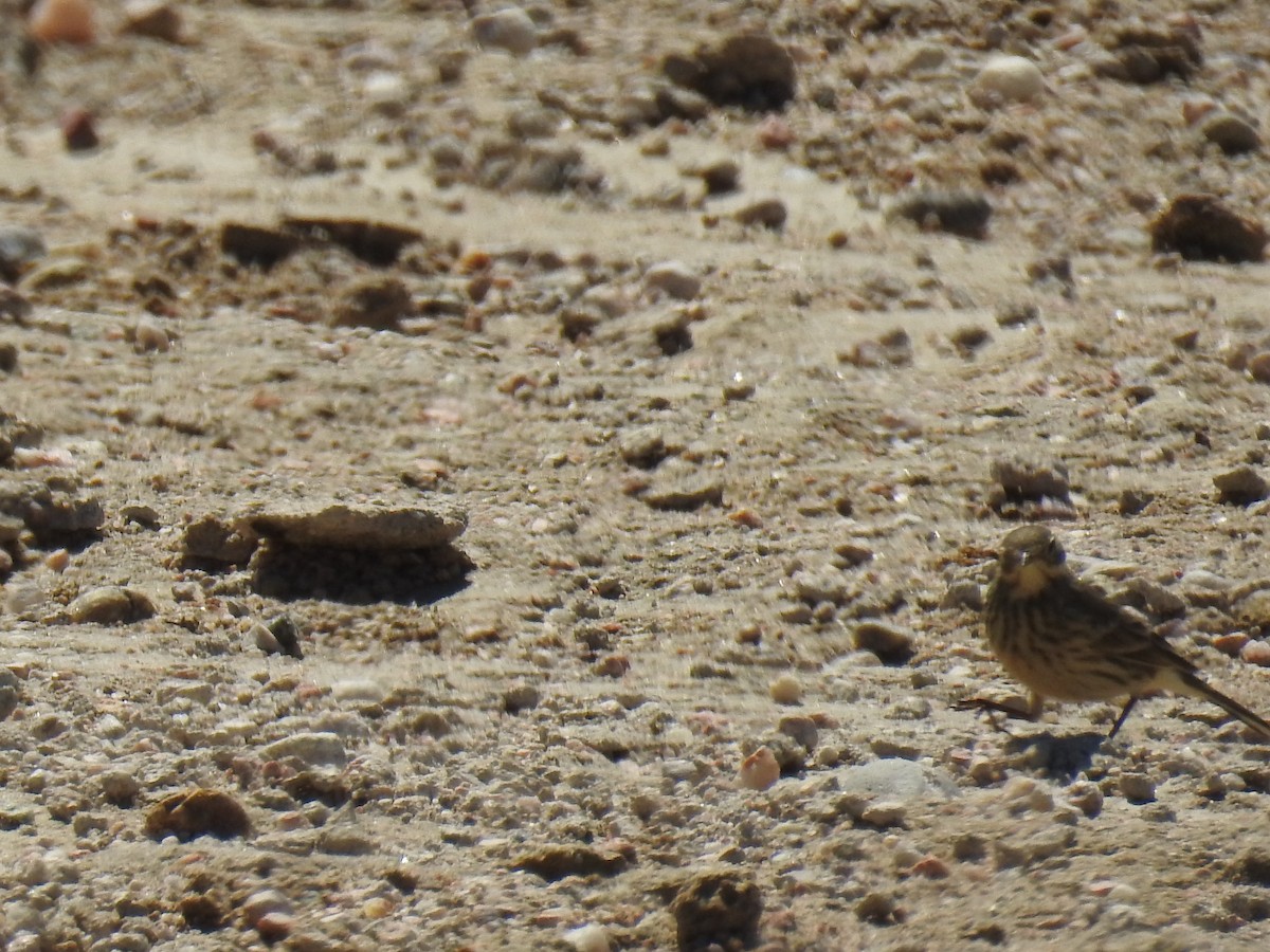 American Pipit - ML71970971
