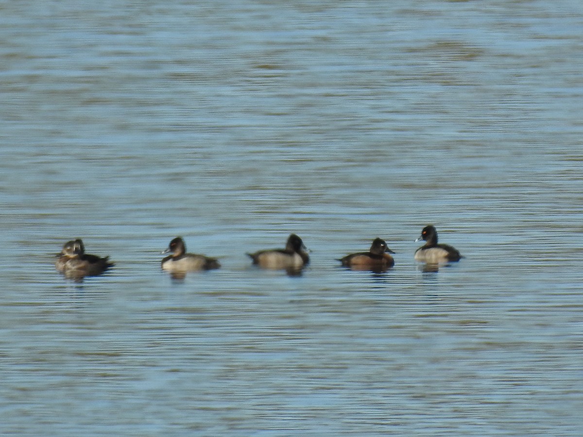 Ring-necked Duck - ML71971341